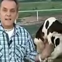 Cows do it on Live TV