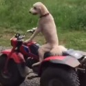 Dog drives 3-wheeled ATV