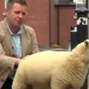 Sheep tinkles on reporter