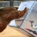 Grizzly tosses girl like dice