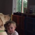 Dog watches World Cup