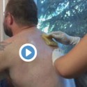 VIDEO: Bull gets his back sugared