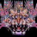 WINNERS: Santana IV DVD